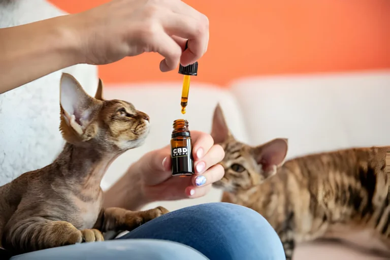 antidouleur chat naturel CBD