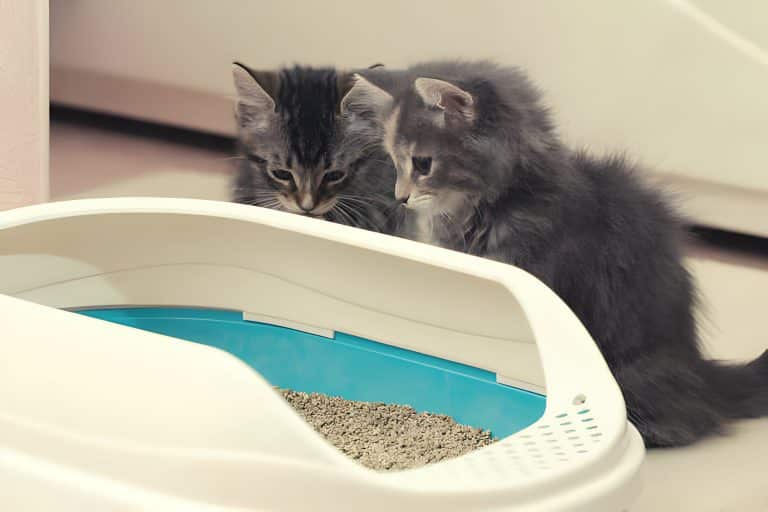 attirer chat litiere