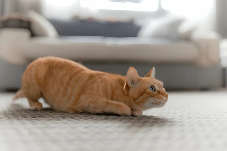 Comment punir un chat qui attaque