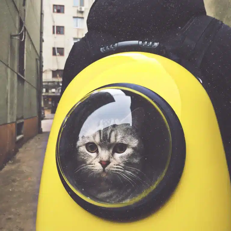 Sac à dos pour chat