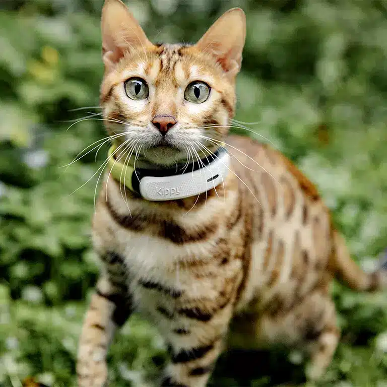 Kippy CAT 2 - collier GPS conçu pour chat