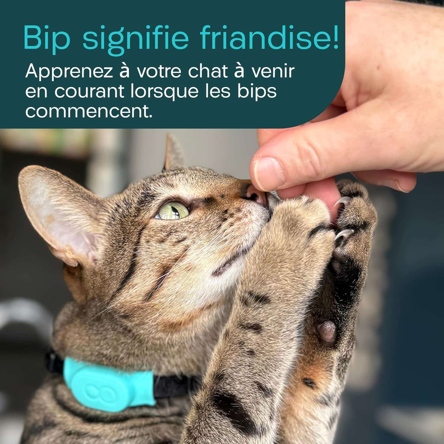 Tabcat V2 - traceur radiofréquence chat sans abonnement