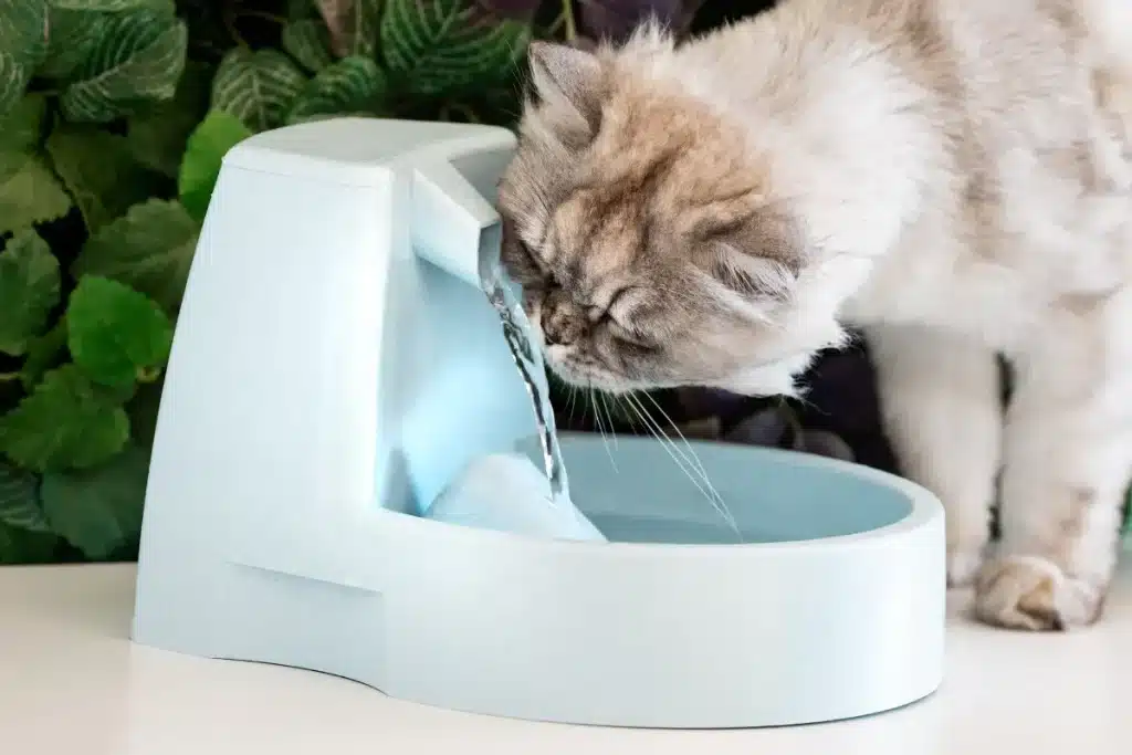chat tech litiere traceur