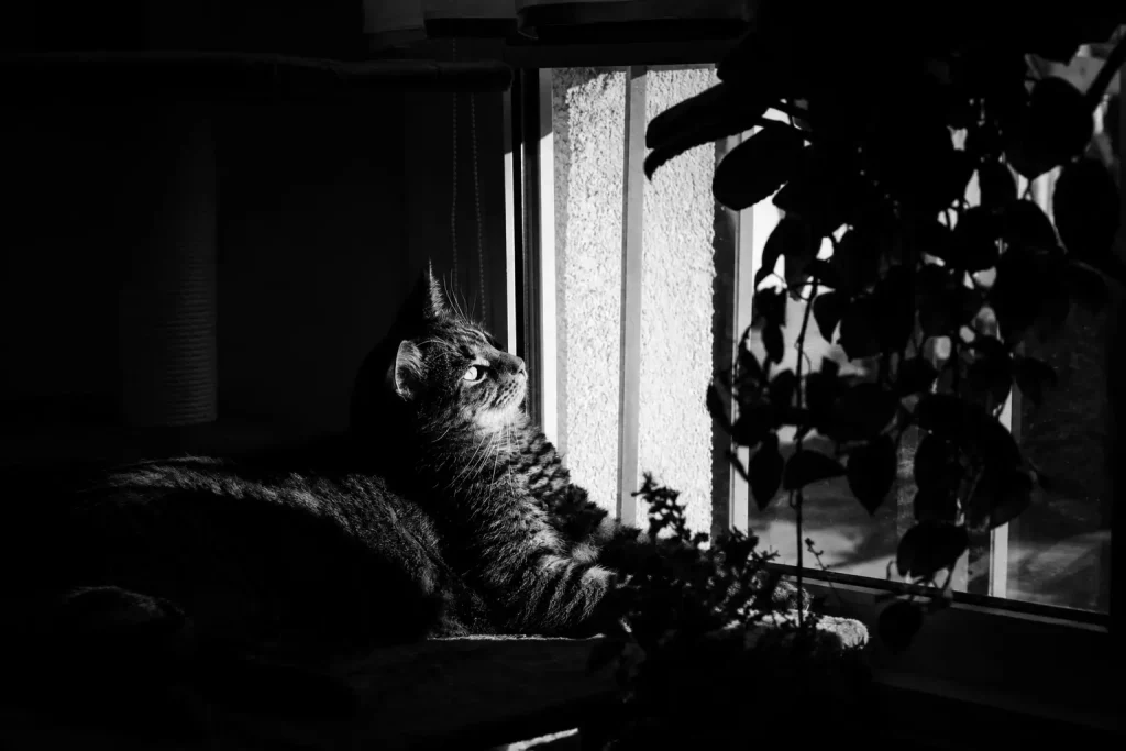 chat interieur assurance