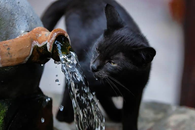 Chat noir qui boit l'eau qui coule d'une fontaine