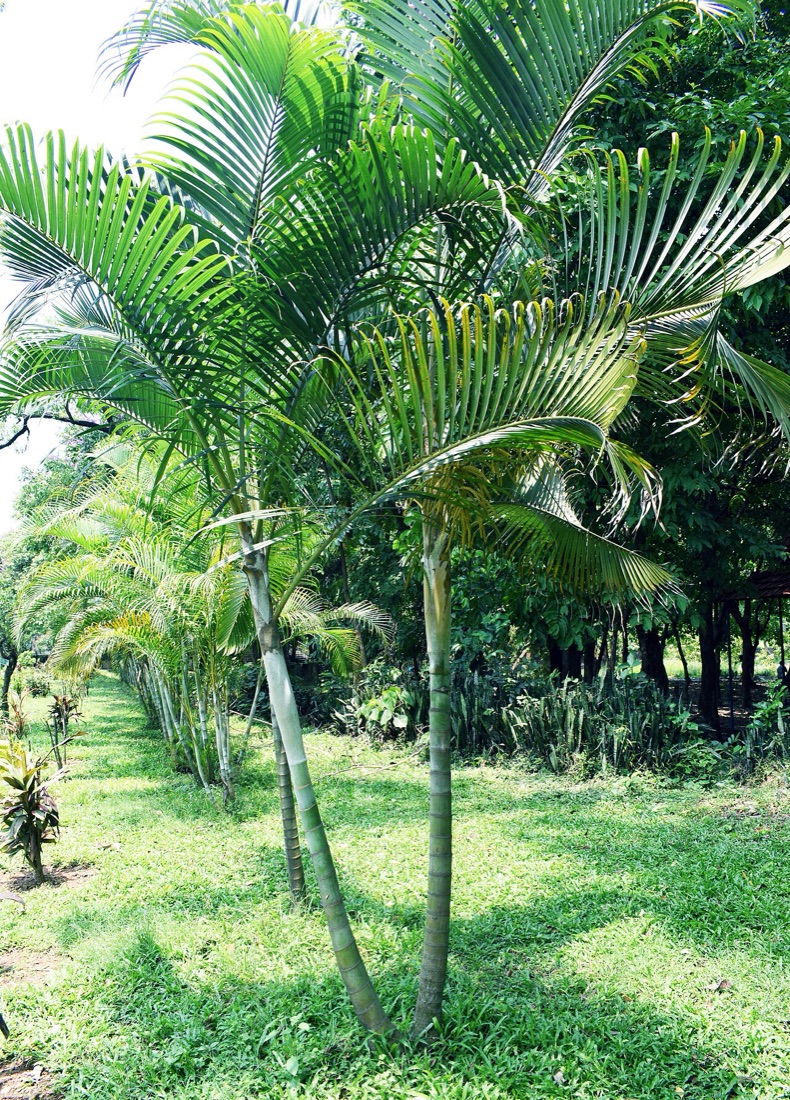 Palmier aréca, Dypsis lutescens, non toxique pour le chat
