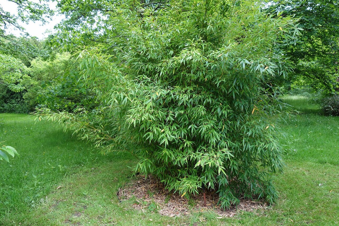 Vrai bambou, Phyllostachys aurea, non toxique pour le chat