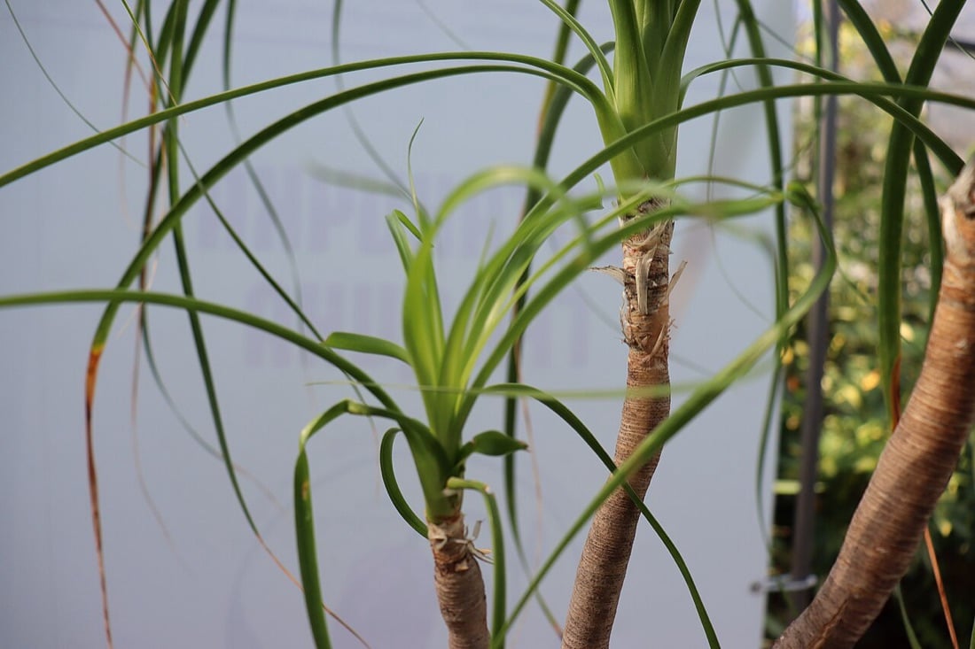 Beaucarnea recurvata, le pied d'éléphant, non toxique pour le chat