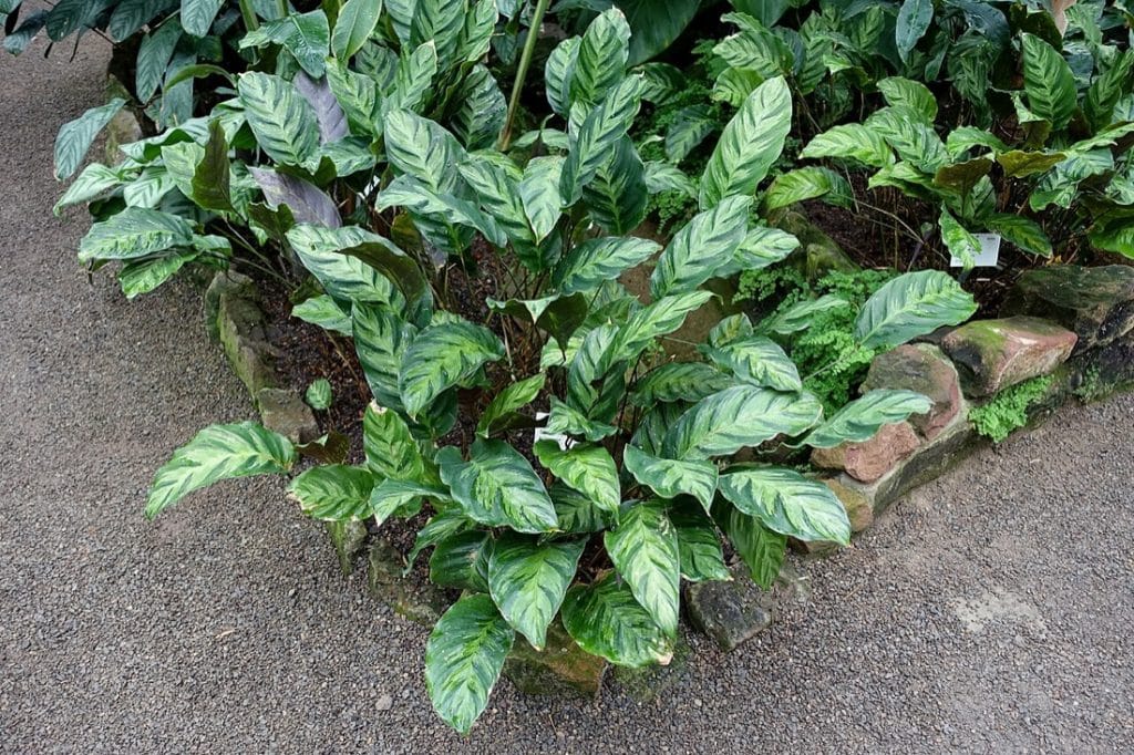 Feuillage marbré d'un calathea, plante d'intérieur non toxique pour le chat