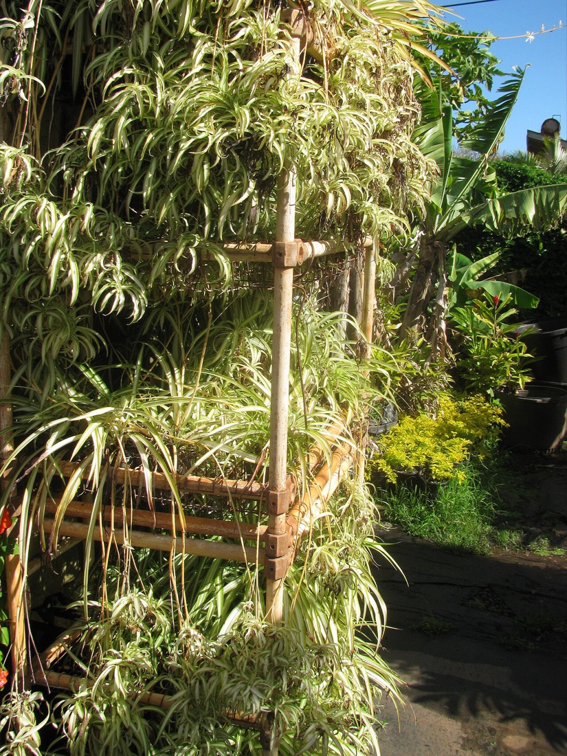 Chlorophytum comosum en pot, la plante araignée, non toxique pour le chat