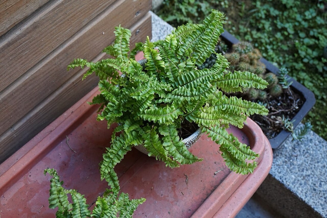 Fougère de Boston en pot, Nephrolepis exaltata, non toxique pour le chat