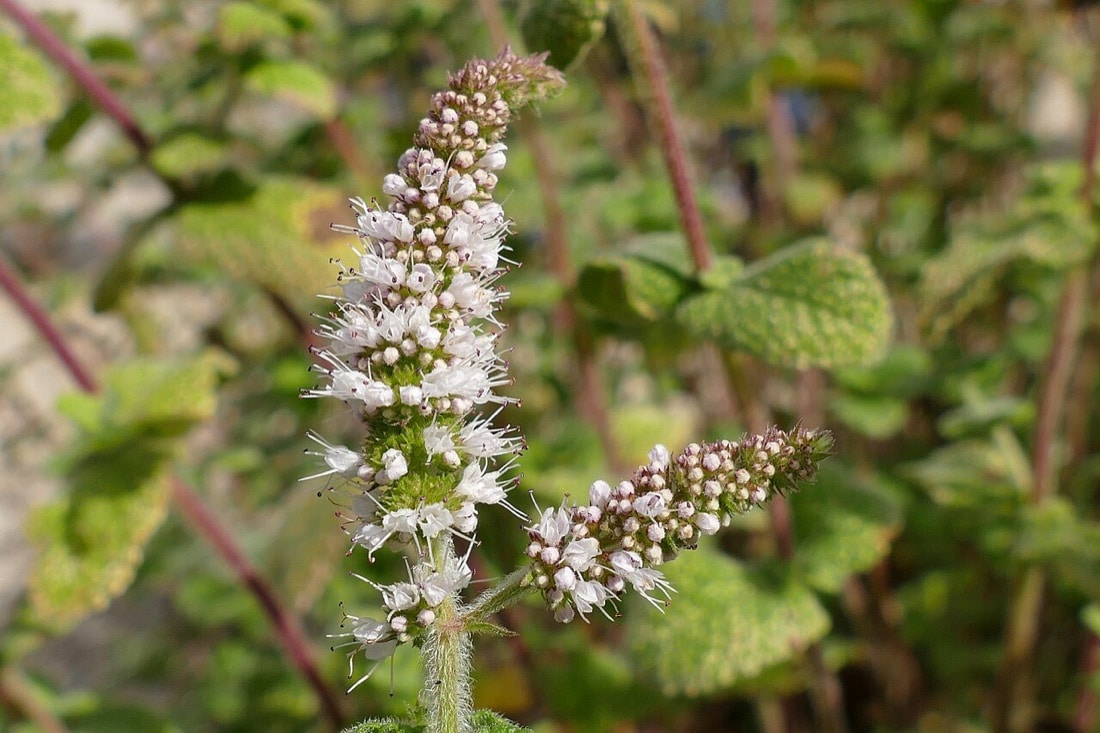 Pied de menthe en fleur, Mentha spicata, classée toxique pour le chat par l'ASPCA