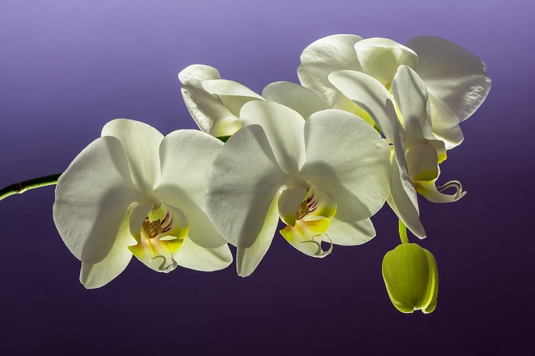 Orchidée papillon blanche, Phalaenopsis, non toxique pour le chat
