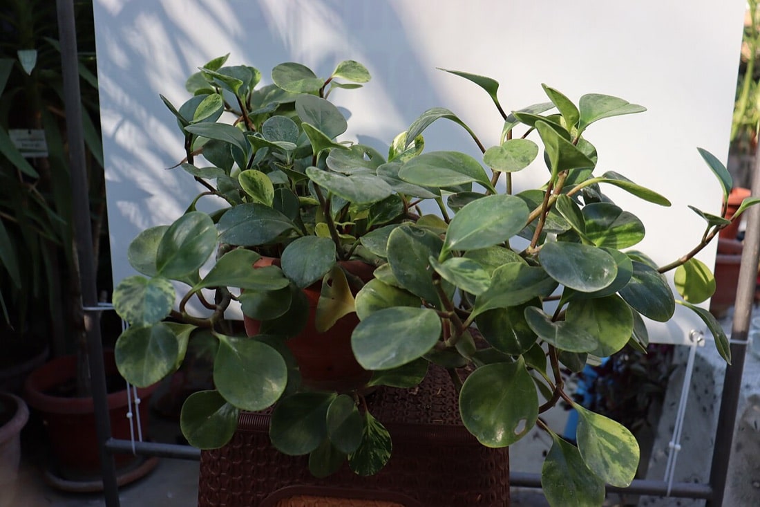 Peperomia obtusifolia aux feuilles épaisses et arrondies