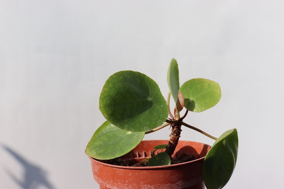 Pilea peperomioides en pot, aux feuilles rondes caractéristiques