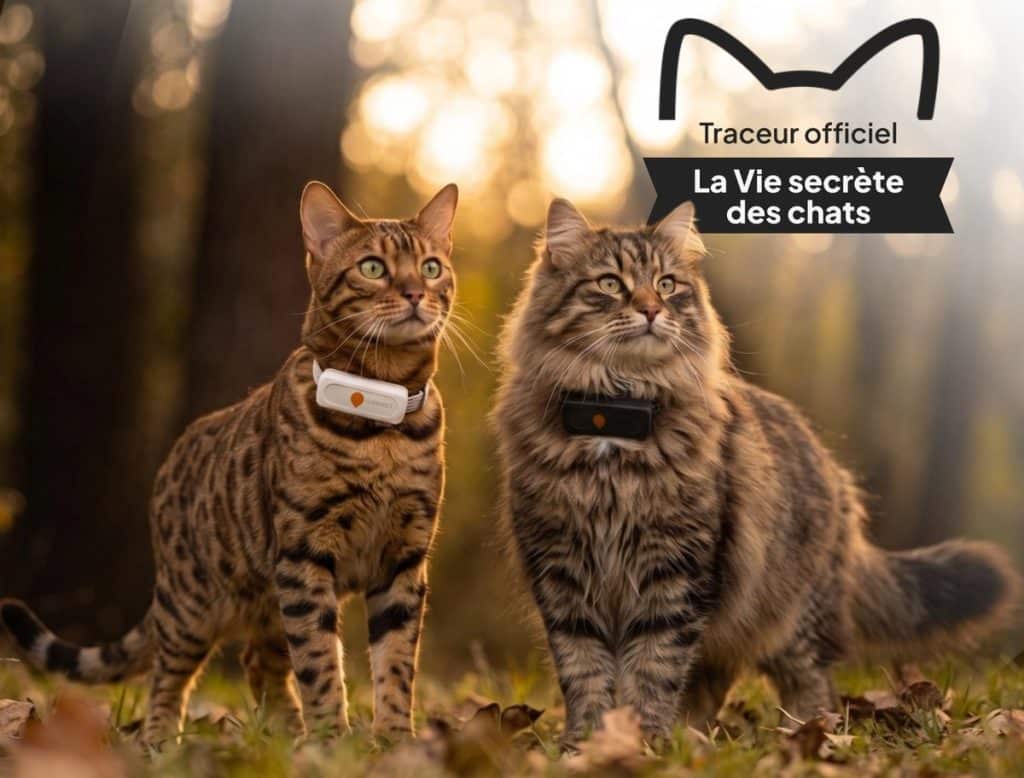Deux chats portant un traceur GPS Weenect, un boitier blanc et un boitier noir, en exterieur