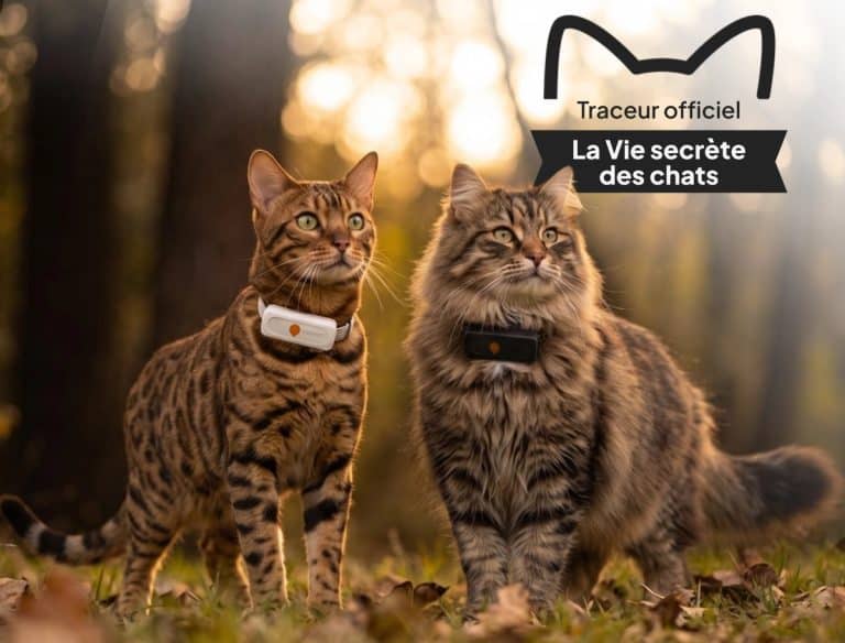 Deux chats portant un traceur GPS Weenect, un boitier blanc et un boitier noir, en exterieur