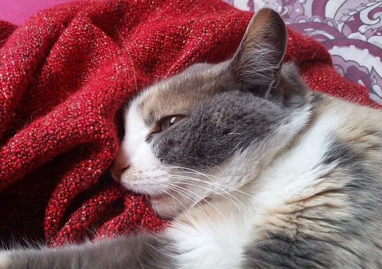 Chat tricolore dilué, les yeux mi-clos, le museau enfoui dans une couverture en laine rouge qu'il tète