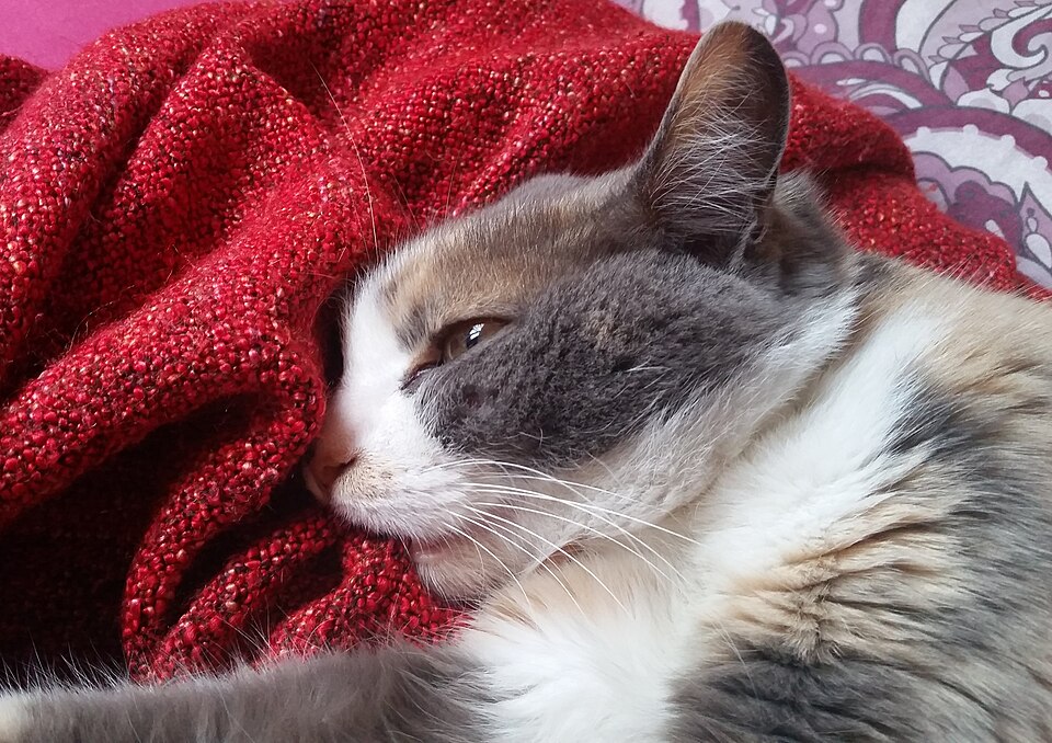 Chat tricolore dilué, les yeux mi-clos, le museau enfoui dans une couverture en laine rouge qu'il tète