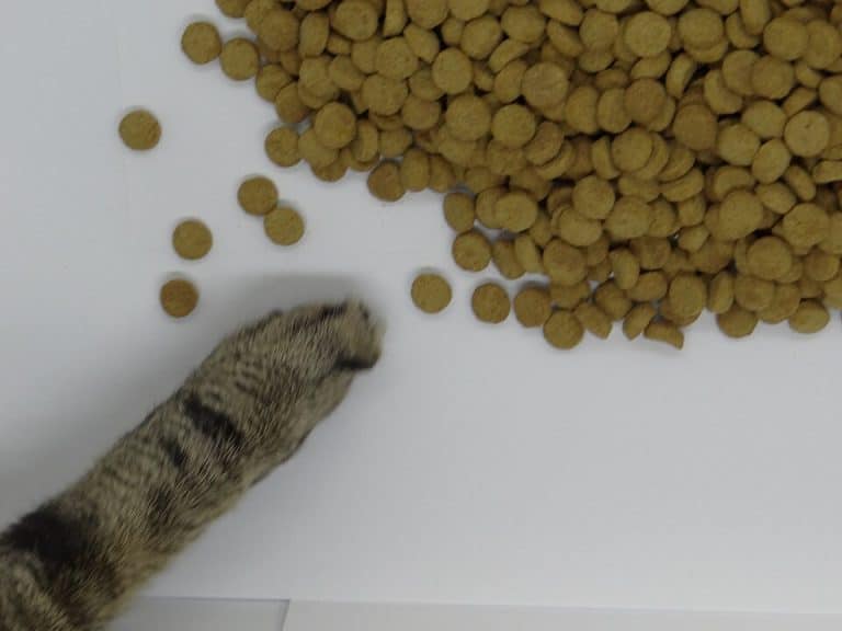 Patte de chat tigré posée à côté d'un tas de croquettes rondes étalées sur une surface blanche