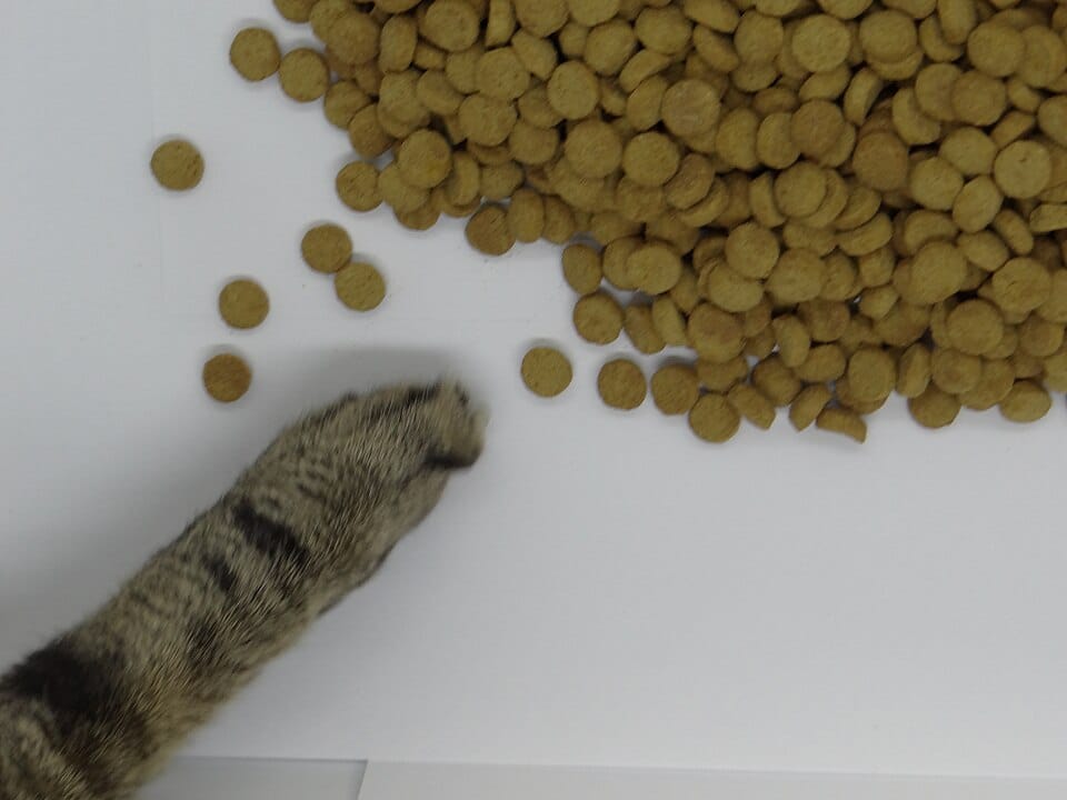 Patte de chat tigré posée à côté d'un tas de croquettes rondes étalées sur une surface blanche