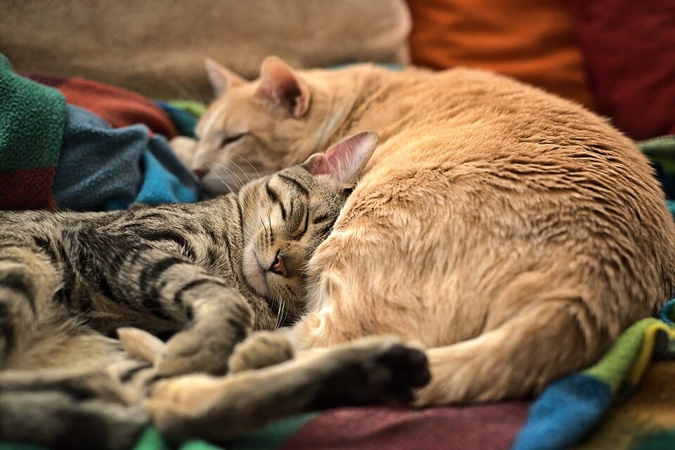 Deux chats endormis l'un contre l'autre sur un canapé recouvert d'une couverture en laine